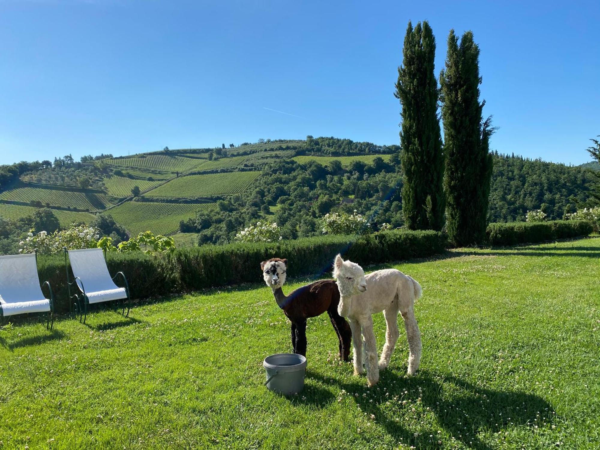 Villa Rignana Chianti Estate, Pool, Tennis,Cook グレーヴェ・イン・キアンティ エクステリア 写真