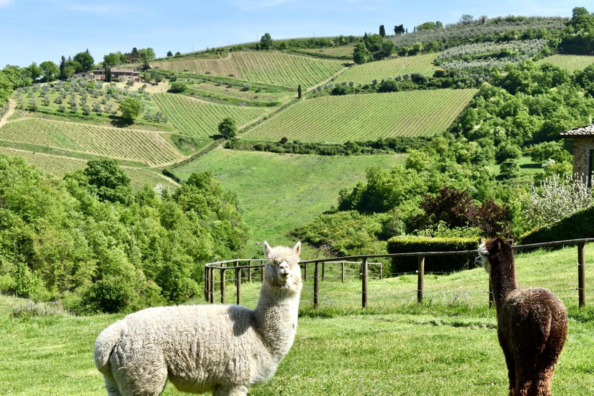 Villa Rignana Chianti Estate, Pool, Tennis,Cook グレーヴェ・イン・キアンティ エクステリア 写真
